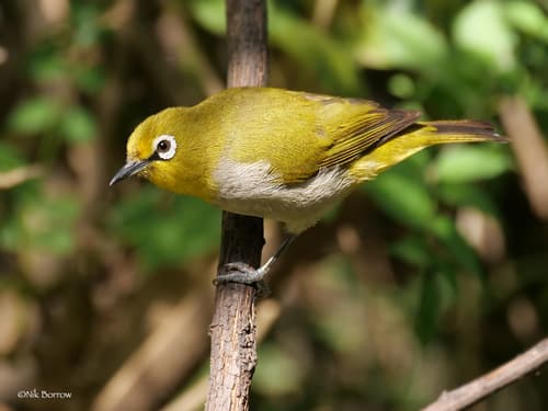Ethiopian white-eye