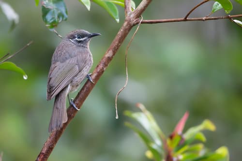 Eungella Honeyeater