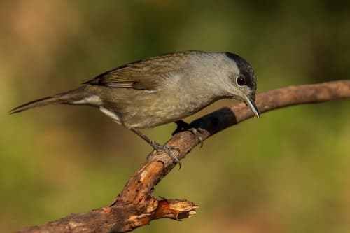 Eurasian Blackcap