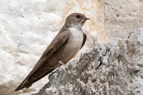 Eurasian Crag-Martin