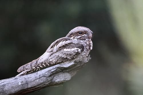 Eurasian Nightjar