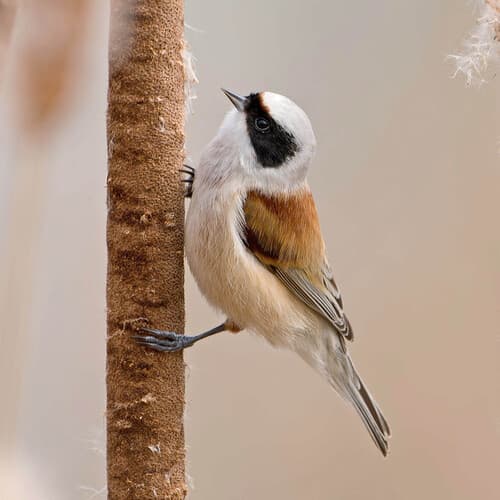 Eurasian Penduline-Tit