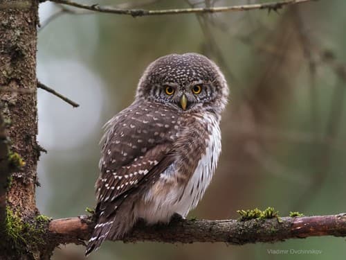 Eurasian Pygmy-Owl