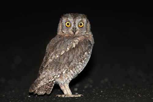 Eurasian Scops-Owl