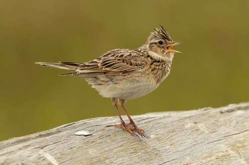Eurasian Skylark