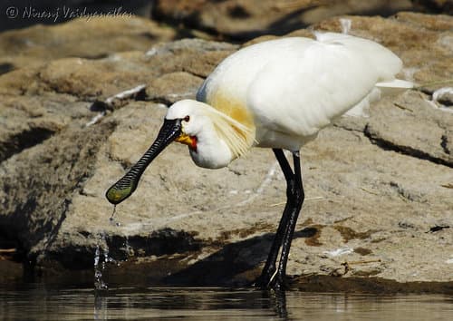 Eurasian Spoonbill