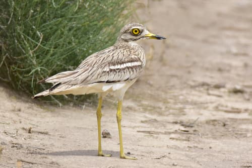 Eurasian Stone-curlew