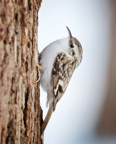 Eurasian Treecreeper