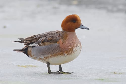 Eurasian Wigeon