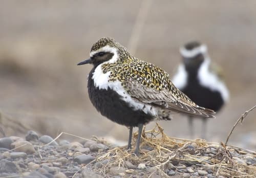 European Golden-Plover