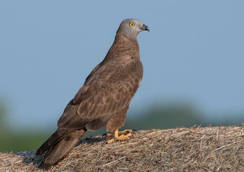European Honey-buzzard