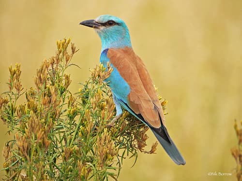 European Roller