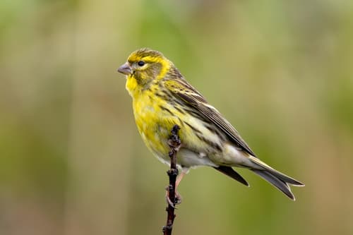 European Serin