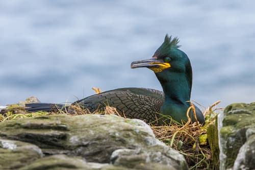 European Shag