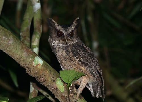 Everett's Scops-Owl