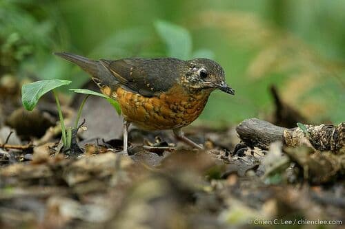 Everett's Thrush
