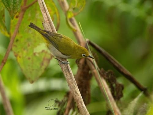 Everett's White-eye