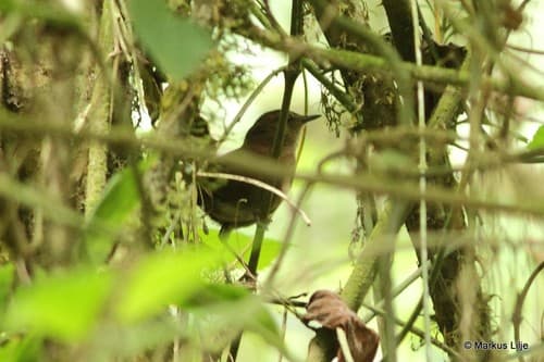 Evergreen-forest Warbler