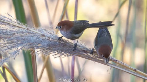 Eye-ringed Parrotbill