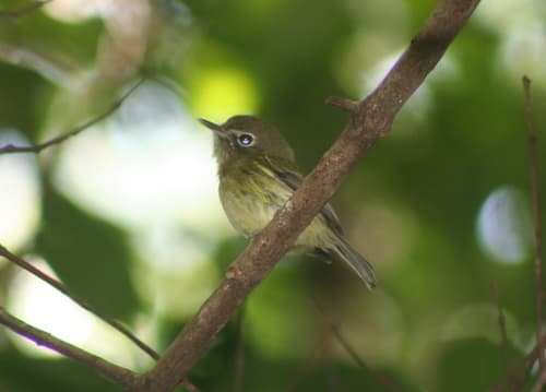 Eye-ringed Tody-Tyrant