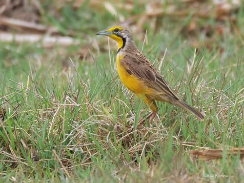 Fülleborn's Longclaw