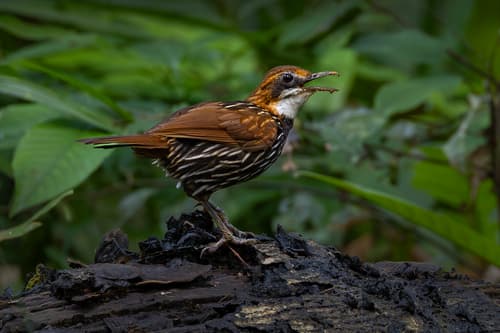Falcated Wren-Babbler