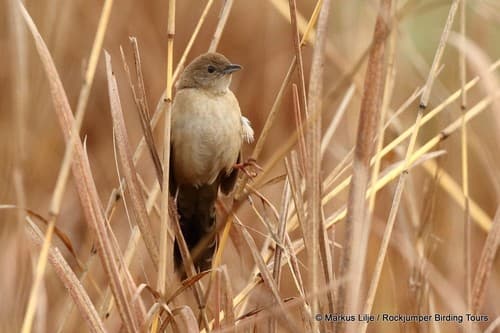 Fan-tailed Grassbird