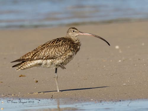 Far Eastern Curlew