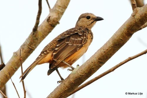 Fawn-breasted Bowerbird