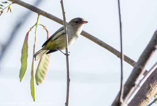 Fawn-breasted Whistler