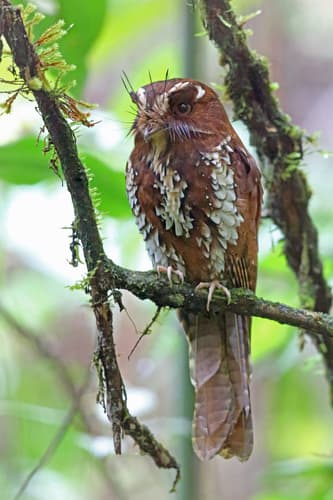 Feline Owlet-nightjar