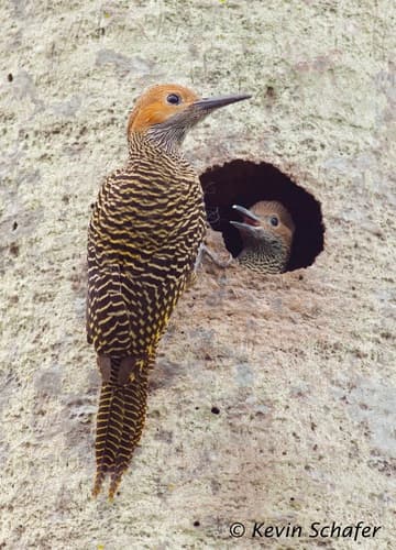 Fernandina's Flicker