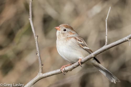 Field Sparrow