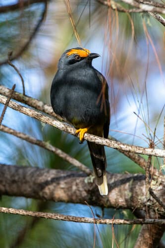 Fiery-browed Myna
