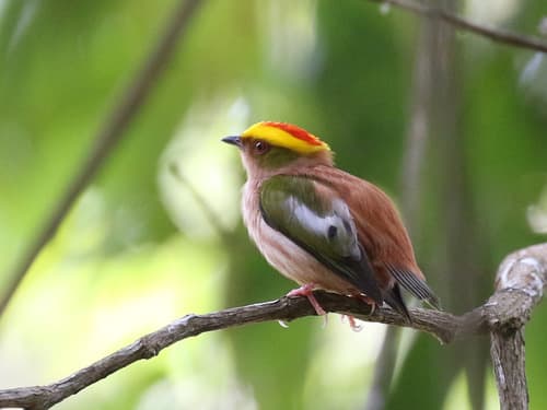 Fiery-capped Manakin