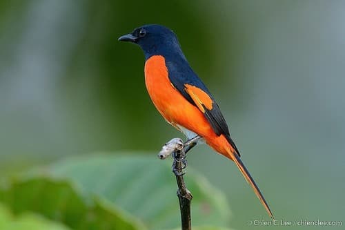 Fiery Minivet