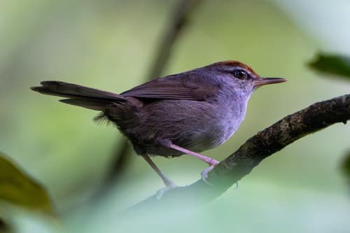 Fiji Bush Warbler