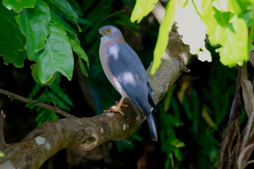 Fiji Goshawk