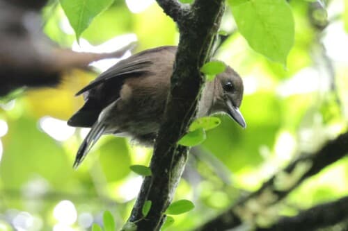 Fiji Shrikebill