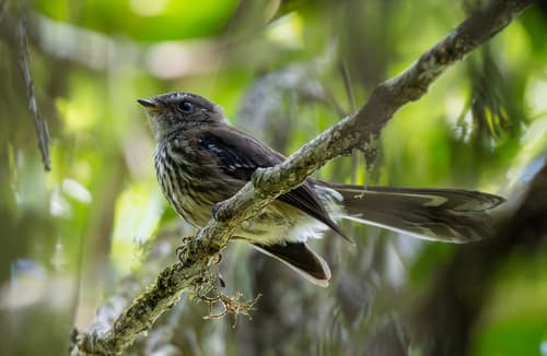 Fiji Streaked Fantail