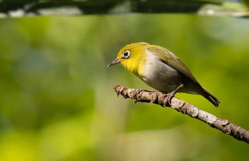 Fiji White-eye