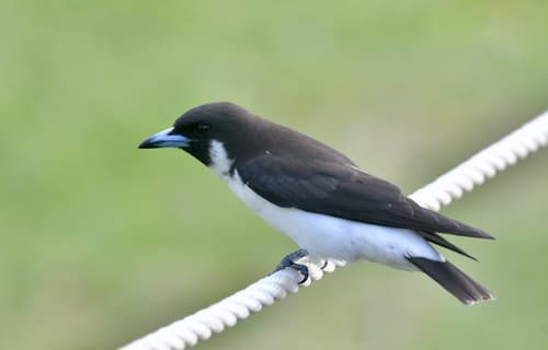 Fiji Woodswallow