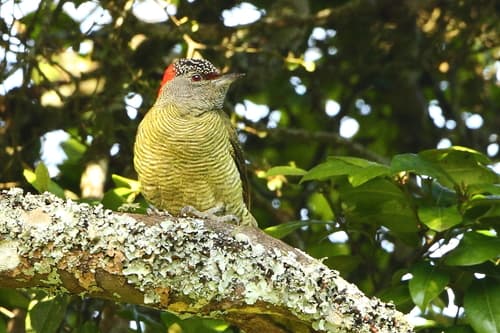 Fine-banded Woodpecker