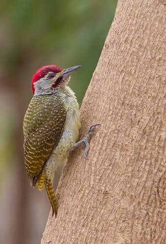 Fine-spotted Woodpecker
