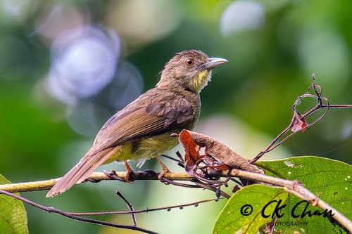 Finsch's Bulbul