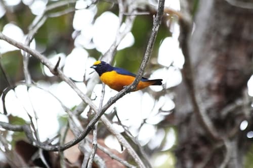 Finsch's Euphonia