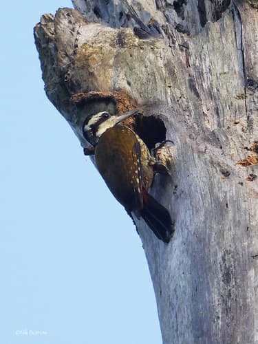 Fire-bellied Woodpecker