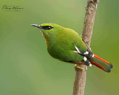 Fire-tailed Myzornis
