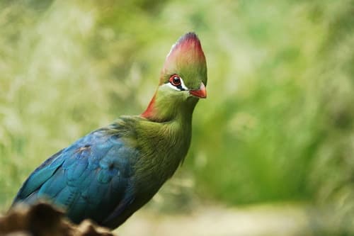 Fischer's Turaco