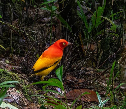 Flame Bowerbird